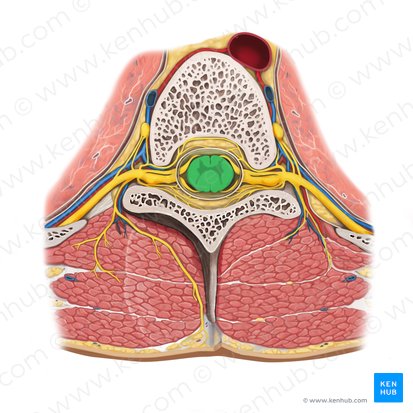 Médula espinal (Medulla spinalis); Imagen: Rebecca Betts