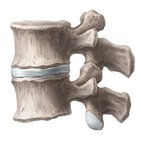 Lumbar spine