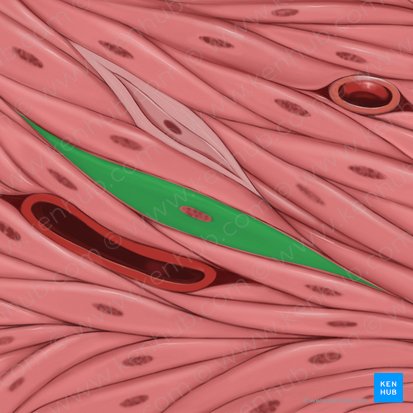 Sarcoplasma; Imagen: Tal Bavli Ziv