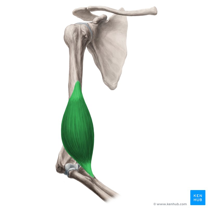 Brachialis muscle (Musculus brachialis)