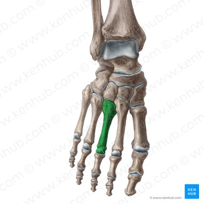3.º metatarsal (Os 3 metatarsi); Imagem: Liene Znotina