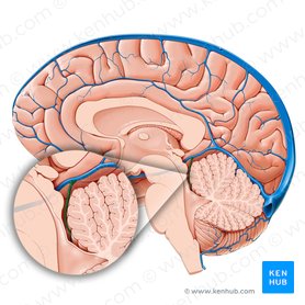 Superior cerebellar vein (Vena superior cerebelli); Image: Paul Kim