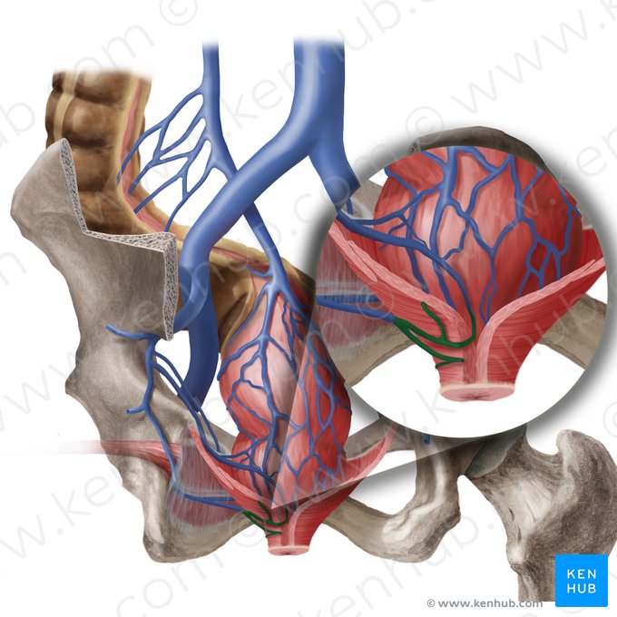 Inferior anorectal veins (Venae anorectales inferiores); Image: Begoña Rodriguez