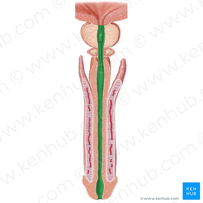 Uretra (Urethra); Imagem: Samantha Zimmerman