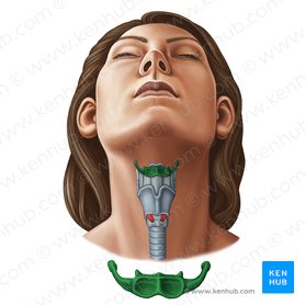 1 The Anatomy And Physiology Of The Neck Ento Key