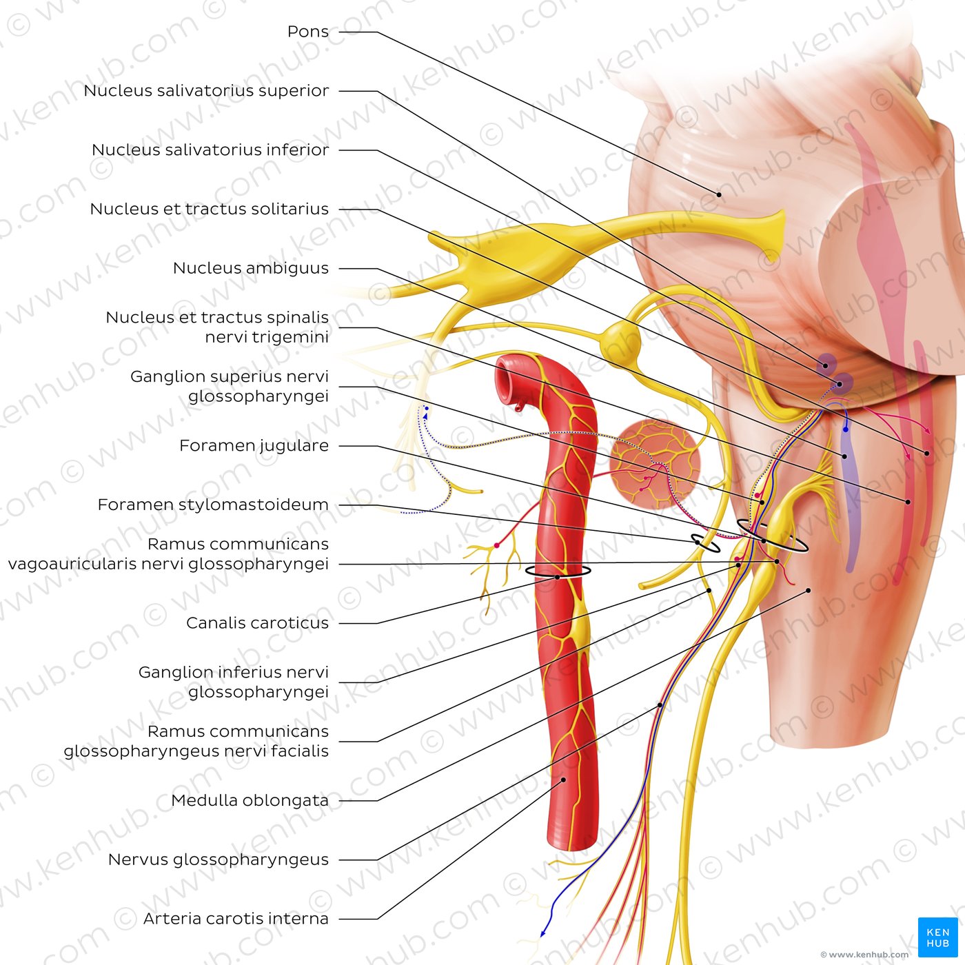 Glossopharyngeal nerve (origin and proximal branches)