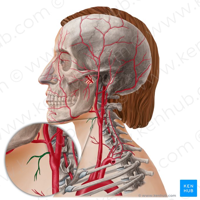 Arteria thyroidea superior (Obere Schilddrüsenarterie); Bild: Yousun Koh