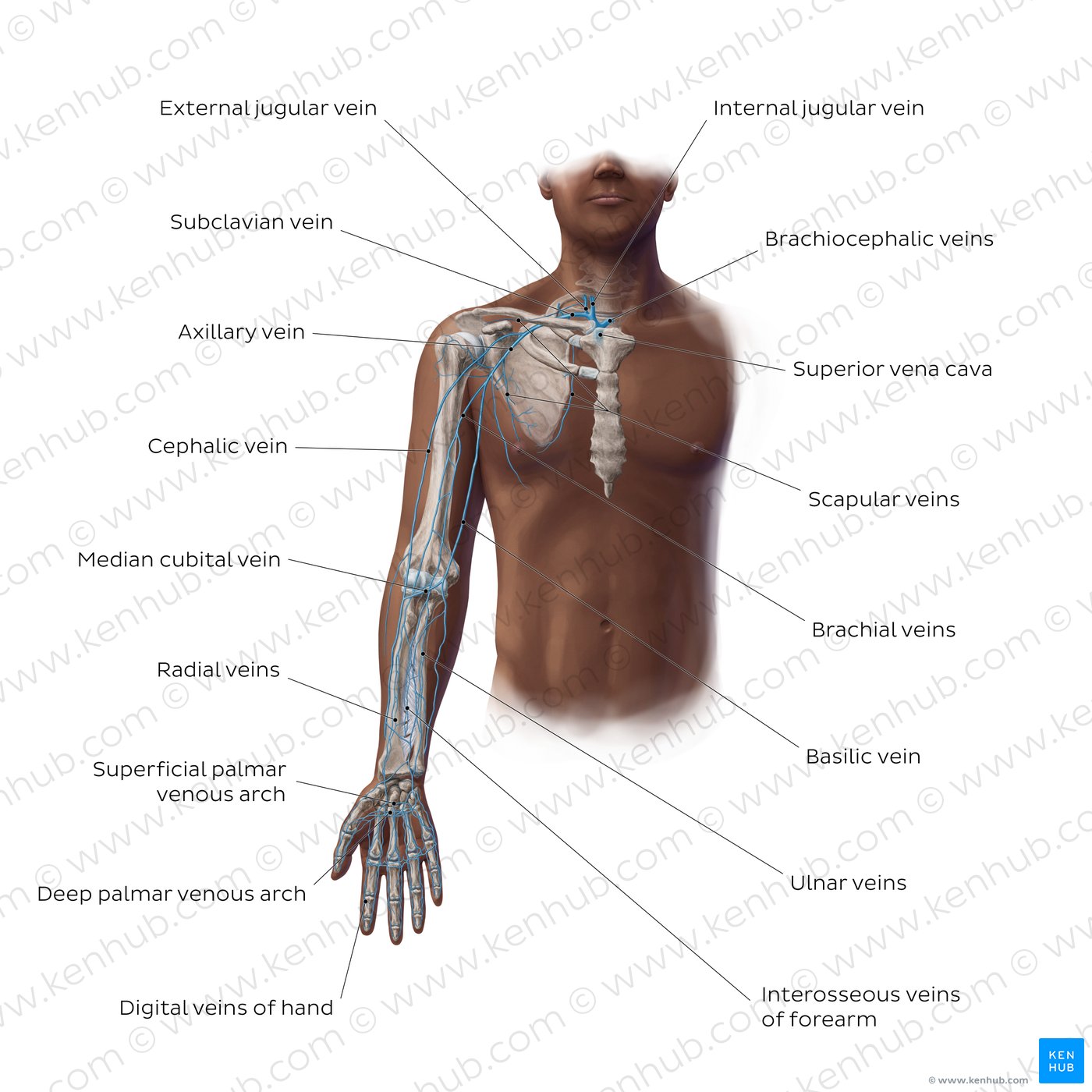 Main veins of the upper limb