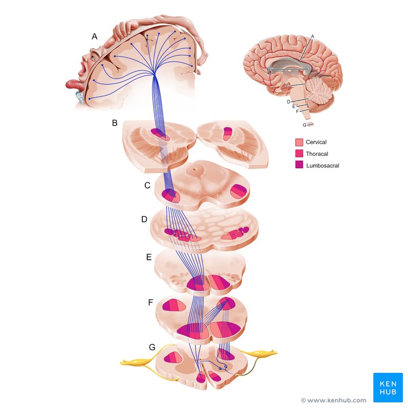 Corticospinal and corticobulbar tract (Tractus corticospinalis et corticobulbaris)