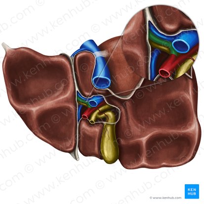 Left hepatic artery (Arteria hepatica sinistra); Image: Irina Münstermann