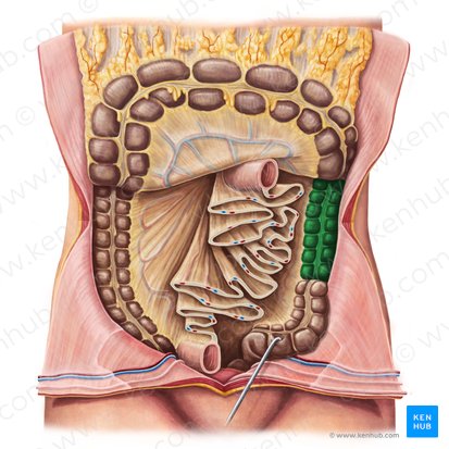 Colon descendente (Colon descendens); Imagen: Irina Münstermann