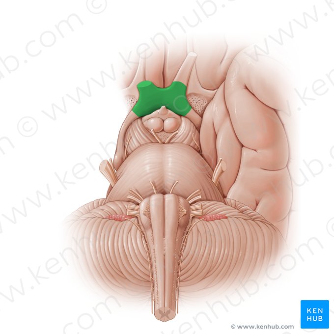 Quiasma óptico (Chiasma opticum); Imagen: Paul Kim