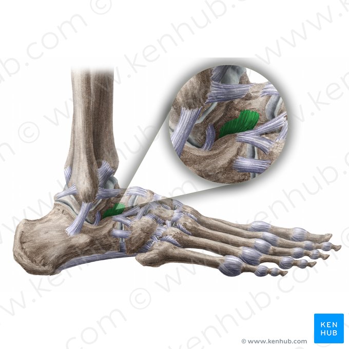 Ligamentum talocalcaneum interosseum (Sprungbein-Fersenbein-Zwischenknochenband); Bild: Liene Znotina