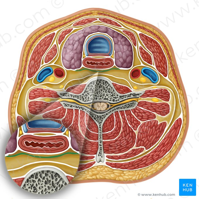 Fascia buccopharyngea (Wangen-Rachen-Faszie); Bild: Irina Münstermann