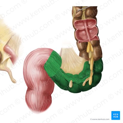 Cólon sigmoide (Colon sigmoideum); Imagem: Begoña Rodriguez