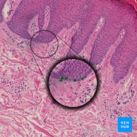 Melanocyte (Melanocytus); Image: 