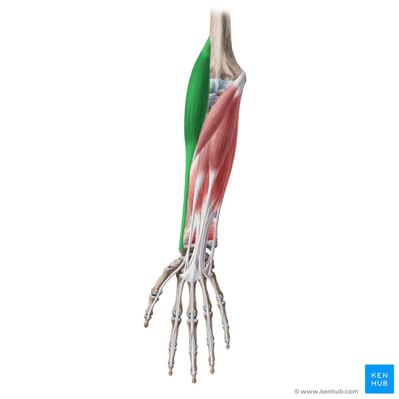 Brachioradialis: Origin, insertion, innervation, action