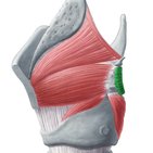 Musculus arytenoideus transversus