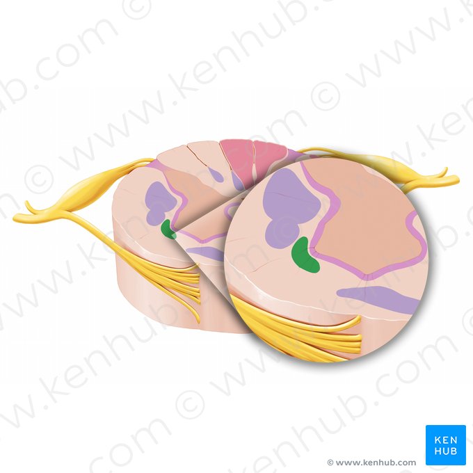 Lateral reticulospinal tract (Tractus reticulospinalis lateralis); Image: Paul Kim