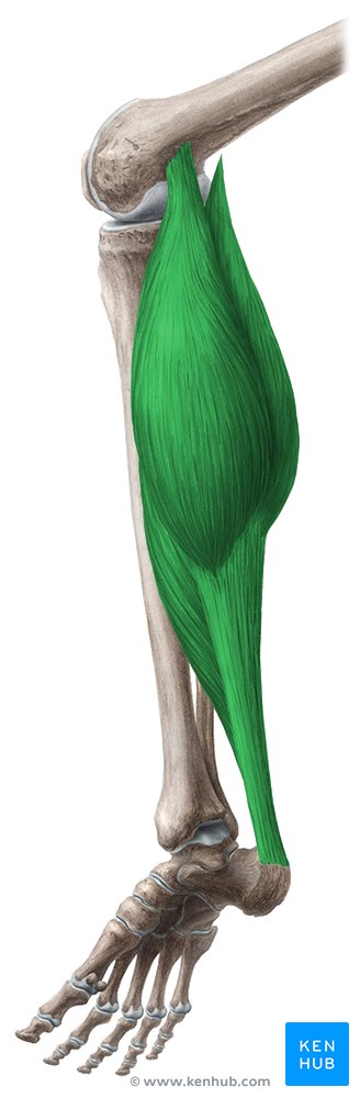 Músculo tríceps sural (verde) - vista posterior