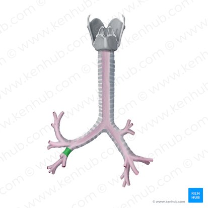 Bronchus lobaris inferior sinister (Linker unterer Lappenbronchus); Bild: Begoña Rodriguez