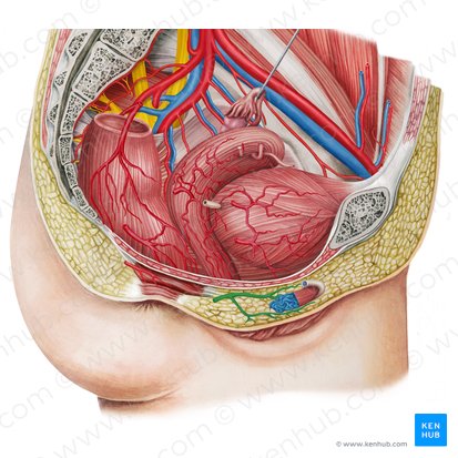 Internal pudendal artery (Arteria pudenda interna); Image: Irina Münstermann