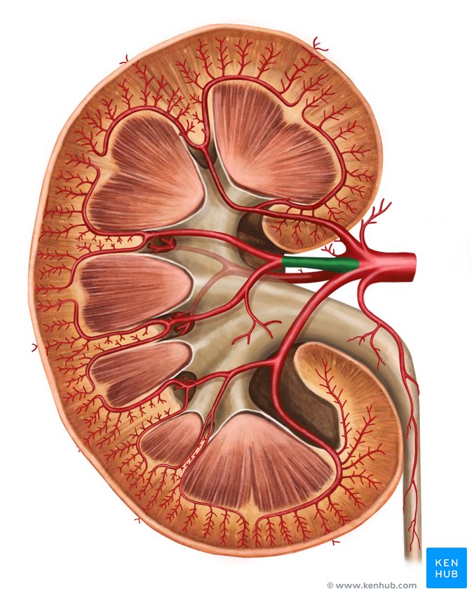 Anterior branch of renal artery - ventral view