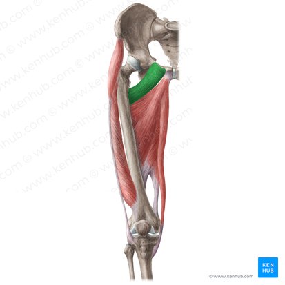 Musculus pectineus (Kammmuskel); Bild: Liene Znotina