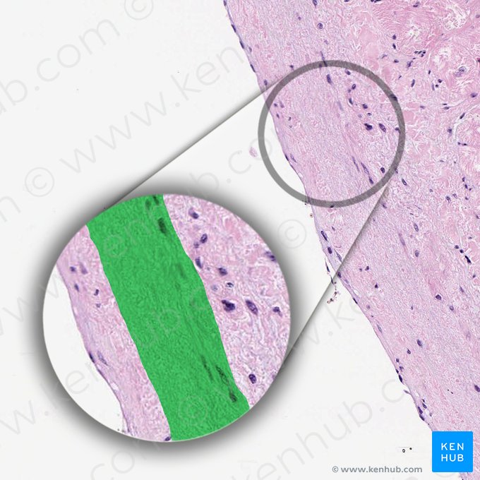 Capa subendocárdica (Tela subendocardiaca); Imagen: 