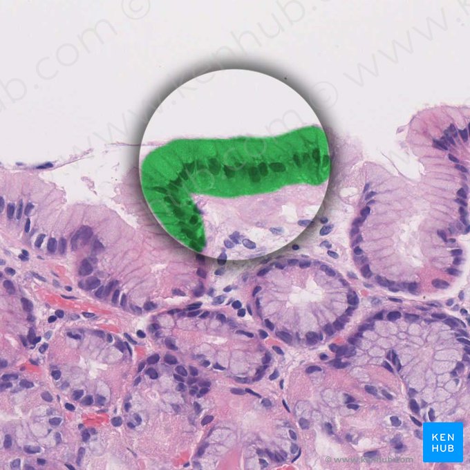 Células mucosas superficiales (Mucocyti superficiales); Imagen: 
