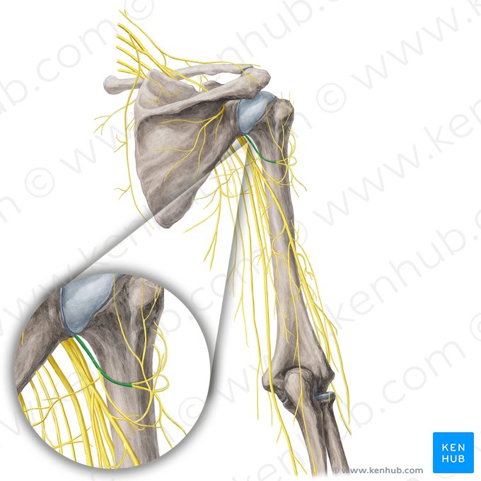 Axillary nerve (Nervus axillaris); Image: Yousun Koh