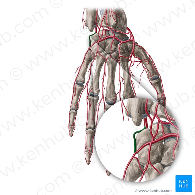 Dorsal carpal branch of ulnar artery (Ramus carpeus dorsalis arteriae ulnaris); Image: Yousun Koh