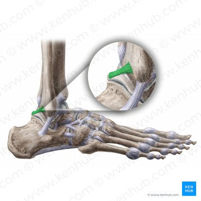 Ligamento talofibular posterior (Ligamentum talofibulare posterius); Imagen: Liene Znotina