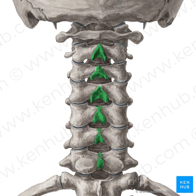Procesos espinosos de las vértebras C2-C7 (Processus spinosi vertebrarum C2-C7); Imagen: Yousun Koh