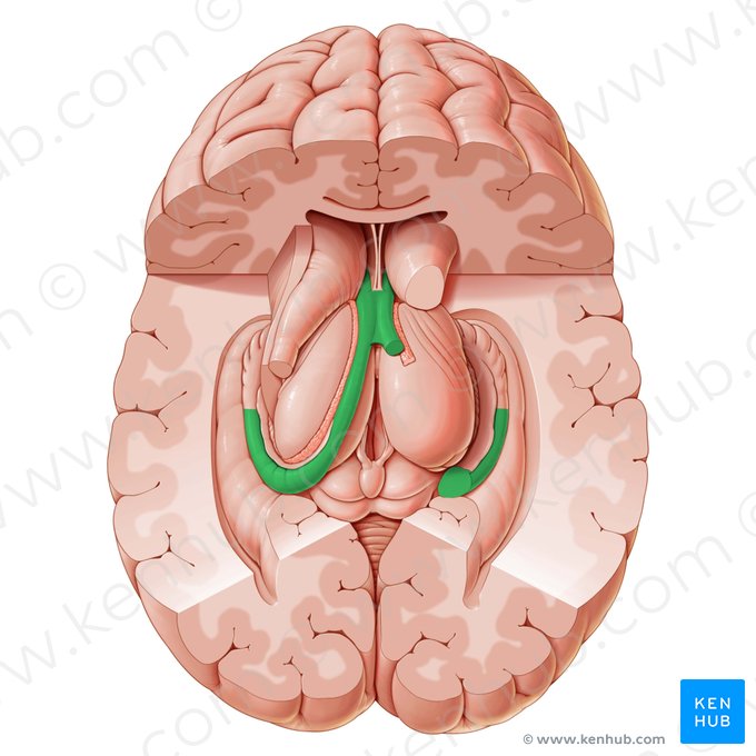 Fornix; Image: Paul Kim