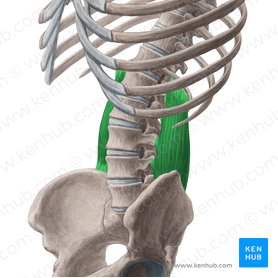 Musculus quadratus lumborum (Viereckiger Lendenmuskel); Bild: Yousun Koh
