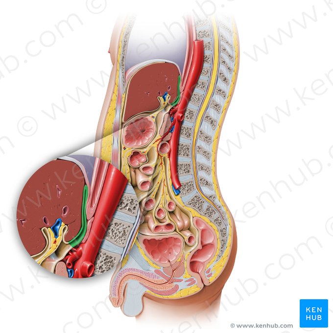 Superior recess of omental bursa (Recessus superior bursae omentalis); Image: Paul Kim