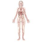 Arterien des Herz-Kreislauf-Systems