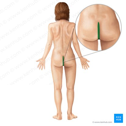 Intergluteal cleft (Crena interglutealis); Image: Irina Münstermann