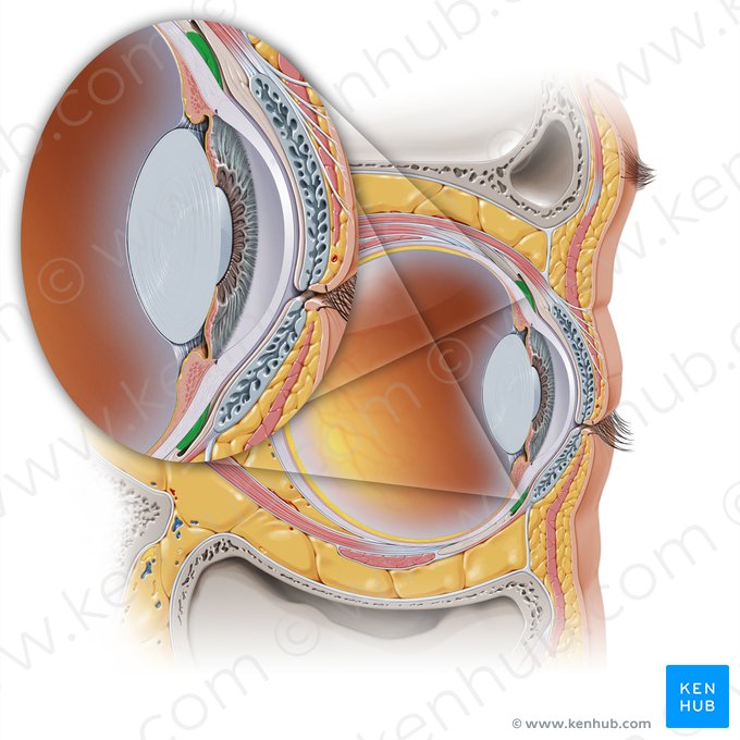 Conjuntiva bulbar (Tunica conjunctiva bulbi oculi); Imagem: Paul Kim