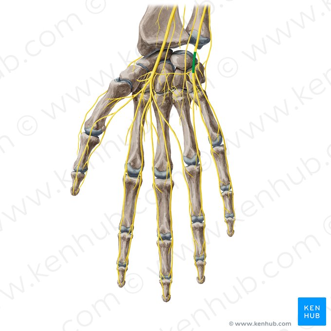 Ramo superficial del nervio ulnar (Ramus superficialis nervi ulnaris); Imagen: Yousun Koh