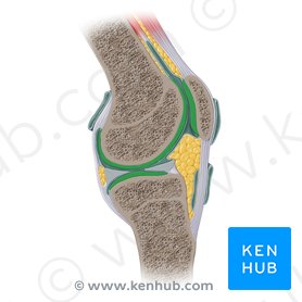 Musculoskeletal system: Anatomy and functions | Kenhub