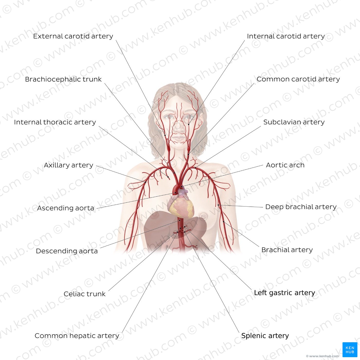 Cardiovascular system: Arteries of the upper part of the body