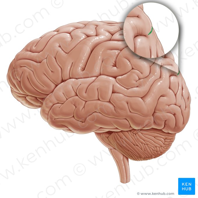 Parietooccipital sulcus (Sulcus parietooccipitalis); Image: Paul Kim