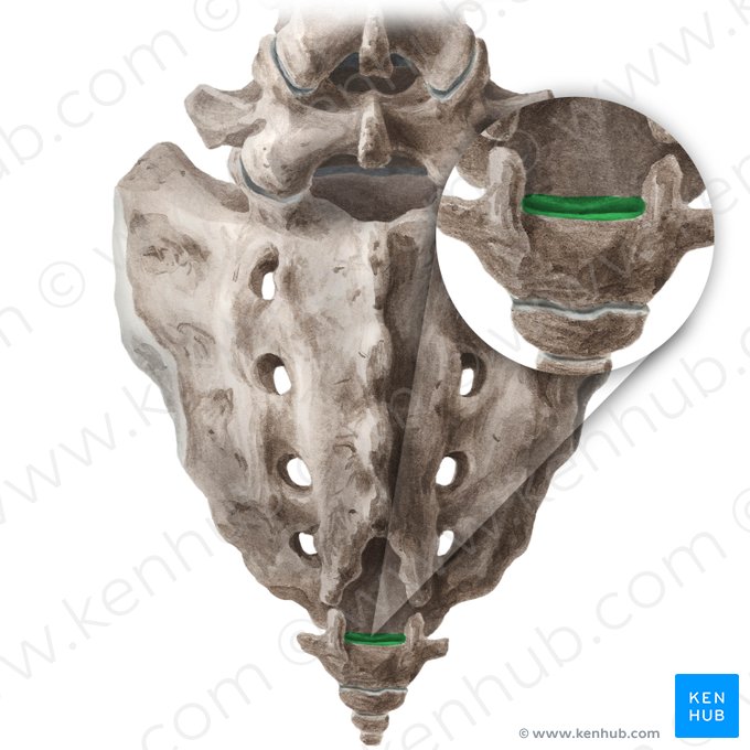 Sacrococcygeal joint (Articulatio sacrococcygea); Image: Liene Znotina