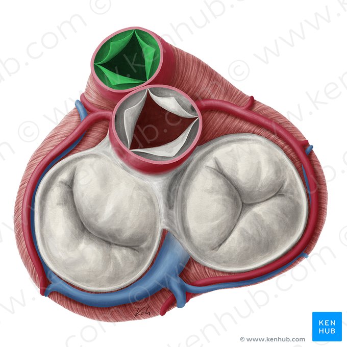 Valva pulmonar (Valva trunci pulmonalis); Imagem: Yousun Koh