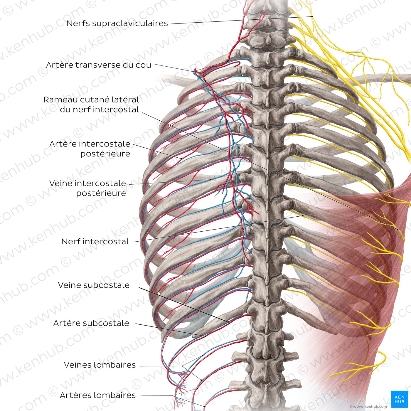 Artères, nerfs et veines du dos (schéma)