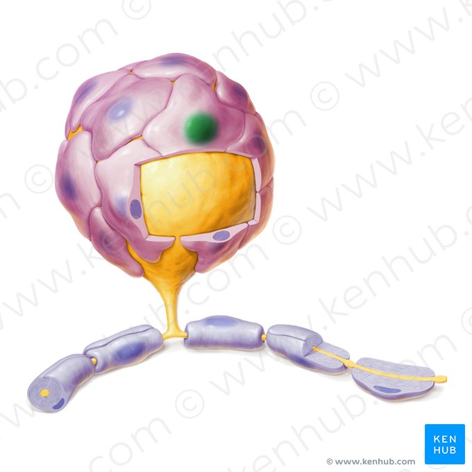 Nucleus gliocyti ganglionici (Satellitenzellkern); Bild: Paul Kim