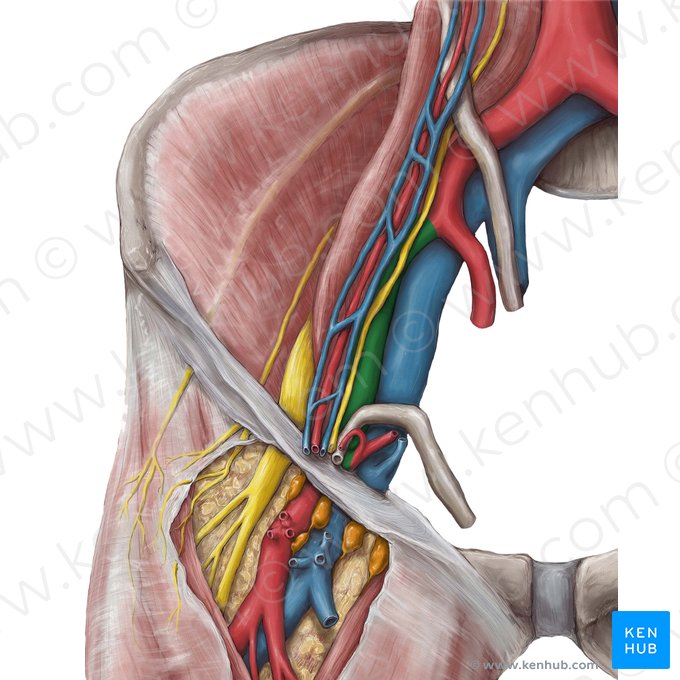 Artéria ilíaca externa direita (Arteria iliaca externa dextra); Imagem: Hannah Ely