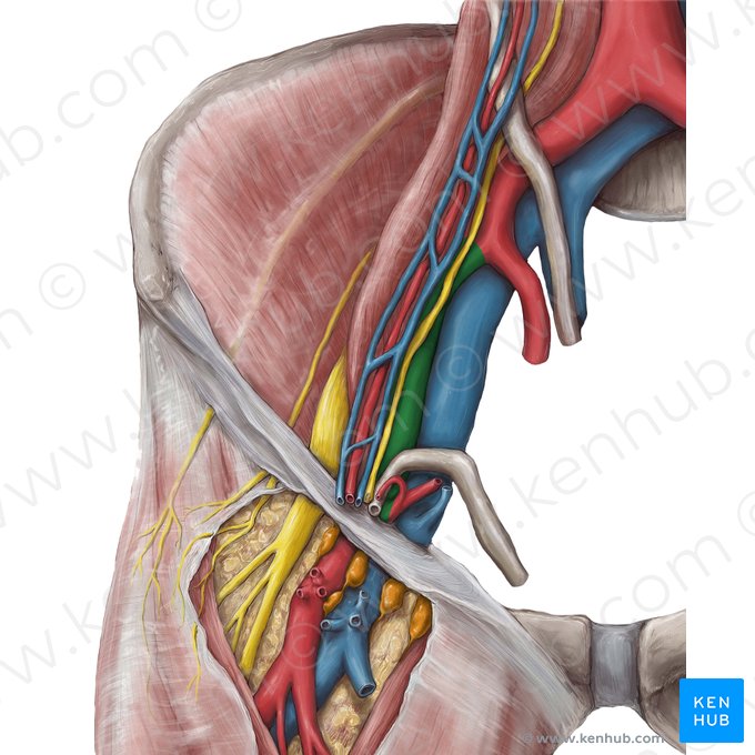 Artère iliaque externe droite (Arteria iliaca externa dextra); Image : Hannah Ely